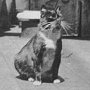 Ship's cat Nigger aboard Discovery, 2nd BANZARE voyage 1930-31, taken by Eric Douglas RAAF and used with permission