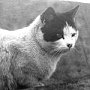 Lummo, ship's cat of the Penola, British Graham Land Expedition