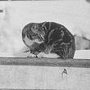 Peter, ship's cat of the Penola, British Graham Land Expedition