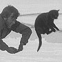 Nigger, ship's cat of the Terra Nova, playing with a crew member on the Antarctic ice, ca 1911