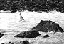 Ginge stalking a sheathbill, Signy Island base, Antarctica