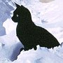 Strom, Halley Bay base cat, Antarctica