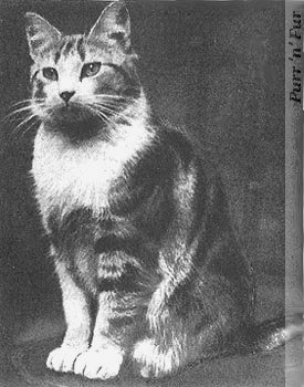 Faith, the church cat of St Augustine's in London during the second world war