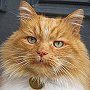 Portrait shot of Hamish the cat, St Andrews, Scotland