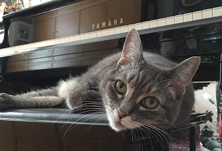 Nora the Piano Cat