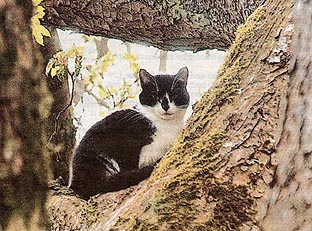 Charlie the cat was stranded for a week in a tree