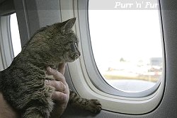 Emily the cat from Wisconsin on her return flight to the USA from France, 2005