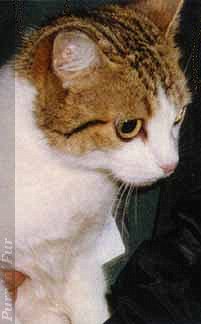 Mishka, the refugee cat from Kosovo during the Balkan conflict