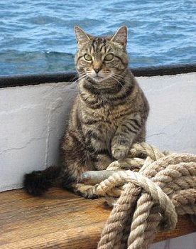 Chibley the ship's cat on the rail of the barque Picton Castle, June 2008