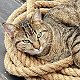 Ship's cat Tigress, of the barque Picton Castle