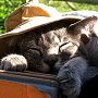 Kitty in Guillaume's backpack