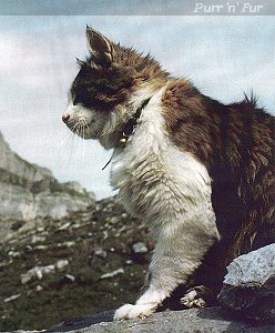 Tomba, the Swiss climbing cat, died in 1993 of feline AIDS