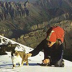 Tomba, Swiss mountaineering cat, on the Rinderhorn, 1989