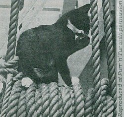 Ship's cat Felix aboard Mayflower II