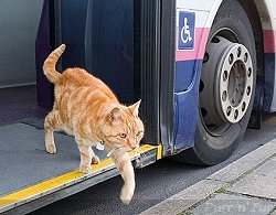 Bus travelling cat Dodger, from Bridport, Dorset