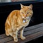 Dodger the bus-riding cat, Bridport, Dorset