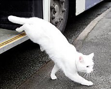 Macavity the cat leaves the bus near the fish and chip shop