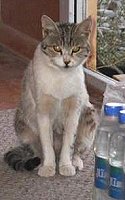 Mousetrap the cat, Afghanistan