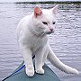 Seamus the cat on a kayaking trip