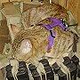 Koshka the cat from Afghanistan