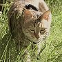 Koshka the cat from Afghanistan, at his new home in Oregon City