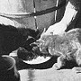 Feline feeding time on L'Egare II