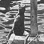 Guiton the cat greets visitors to the raft L'Egare at Falmouth, 1956