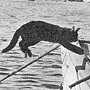 One of the raft cats jumping aboard the journalists' launch, Falmouth