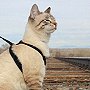 Pika the cat on train tracks, Feb 2012