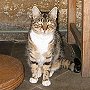 Tiddles 2, the St Mary's church cat, 2007, Fairford, Gloucs
