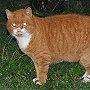 Reverend Red, former church cat of St Mary the Virgin, Clapham, West Sussex