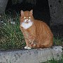 Reverend Red, former church cat of St Mary the Virgin, Clapham, West Sussex
