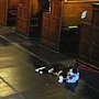 Church cat Jake at Sunday Mass - Church of the Advent, Boston, Massachusetts