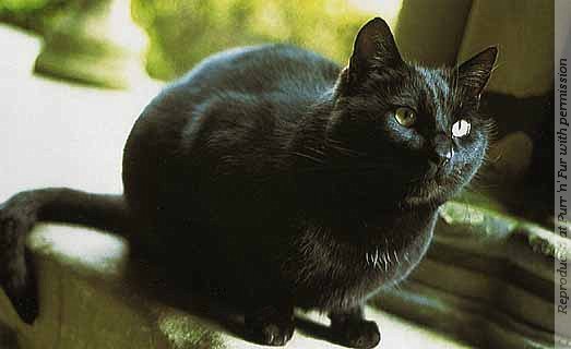 Wolfie the church cat, recent incumbent at Salisbury Cathedral, Wiltshire. Photo copyright Richard Surman