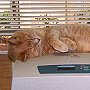 Church cat Samuel relaxing - Emmanuel Episcopal Church, Southern Pines, California