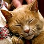 Church cat Sam disarming an admirer, 2004