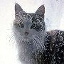 Inga frosted with rime - Mt Washington Observatory, NH