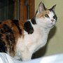 Inga, well known summit cat of Mt Washington Observatory, NH