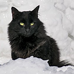 Marty, winter foray, 2009 - Mount Washington Observatory