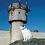 Nin near the tower of Mt Washington Observatory, 2000