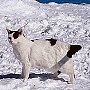 Nin in the snow, 2000 - Mt Washington Observatory, New Hampshire