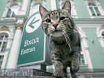 Cat outside the State Hermitage, St Petersburg