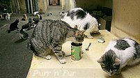 Cats feeding in the basement of the Hermitage, St Petersburg