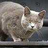 Museum cat Smokey in her Frisco 4003 steam loco home - Fort Smith Trolley Museum, AR