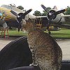 Bob watches progress with the B-17 - American Aero, Florida