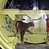 Bob, fuselage inspection - American Aero, Florida