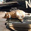 Bob relaxes on Vought F4U-5 NL Corsair - American Aero, Florida