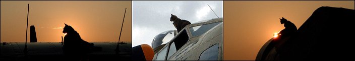 Warbird Bob, always on hand, from sunrise to sunset - American Aero, New Smyrna Beach, Florida