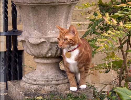 Jock VI, the present Chartwell cat Jock VI, resident cat at Sir Winston's Churchill's home - Chartwell, Westerham, Kent