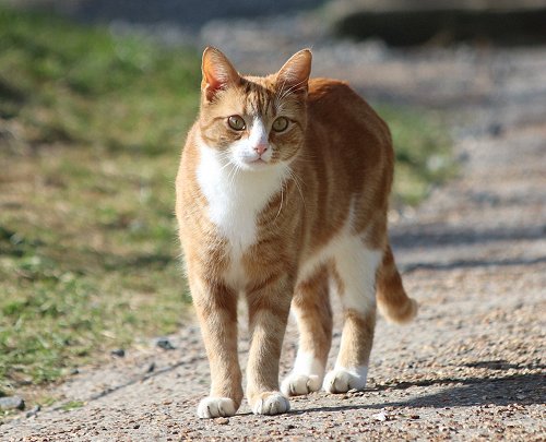 Jock VII, resident cat at Sir Winston's Churchill's home from 2020 - Chartwell, Westerham, Kent